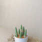 Cactus Charm Jewellery Tree | Expandable Necklace & Ring Organizer
